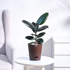 Rubber Plant