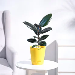 Rubber Plant