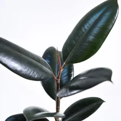 Rubber Plant