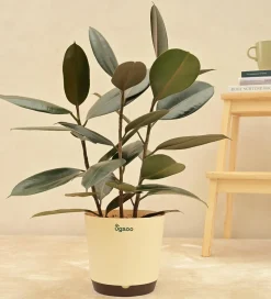 Rubber Plant