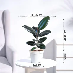 Rubber Plant