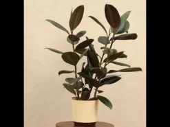 Rubber Plant