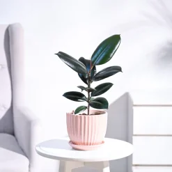 Rubber Plant