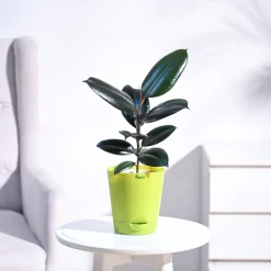Rubber Plant