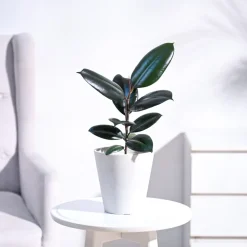 Rubber Plant