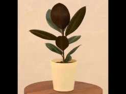 Rubber Plant