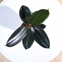 Rubber Plant