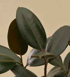Rubber Plant