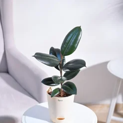 Rubber Plant