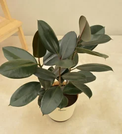 Rubber Plant