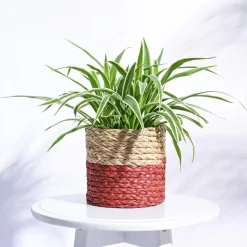 Sabai Grass Planter