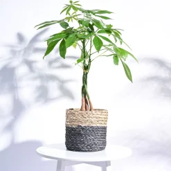 Sabai Grass Planter