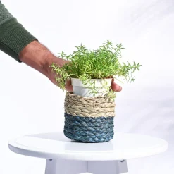 Sabai Grass Planter