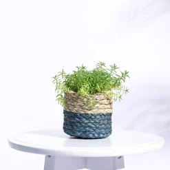 Sabai Grass Planter