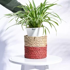 Sabai Grass Planter