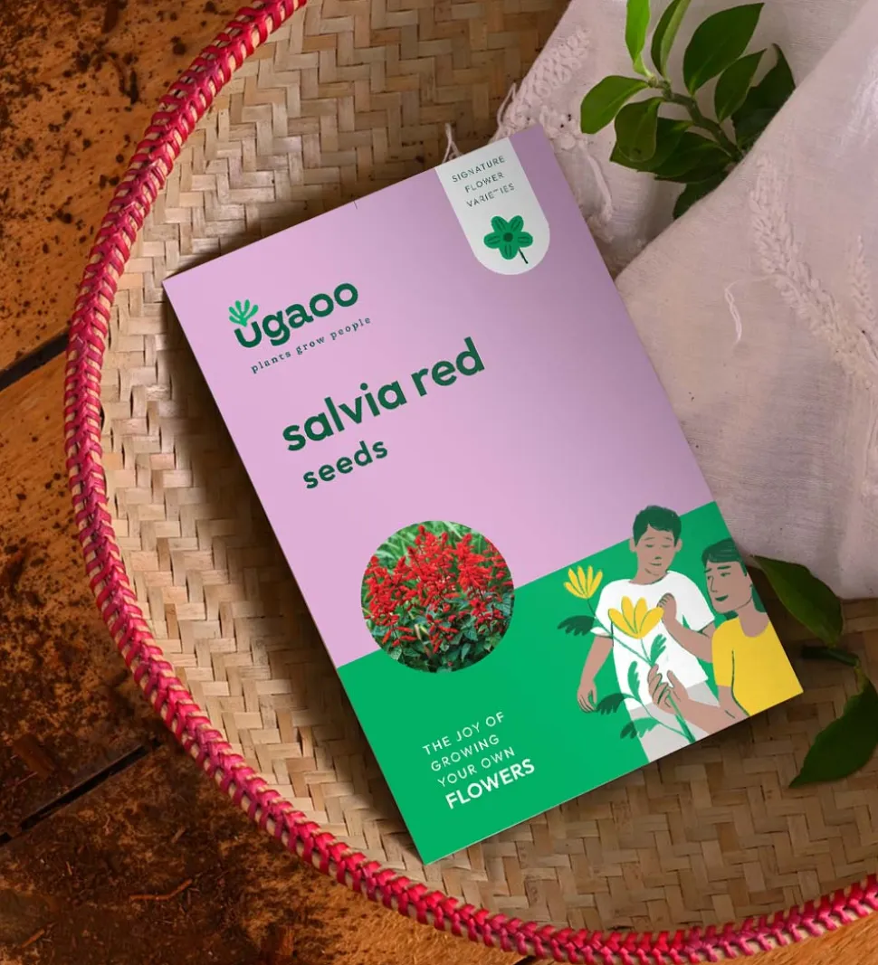 Salvia Red Seeds
