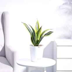 Sansevieria Gold Flame Snake Plant