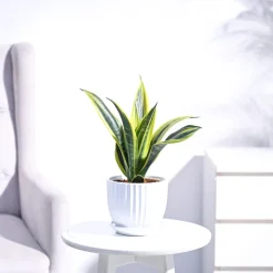 Sansevieria Gold Flame Snake Plant