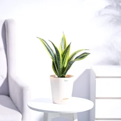 Sansevieria Gold Flame Snake Plant