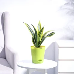 Sansevieria Gold Flame Snake Plant
