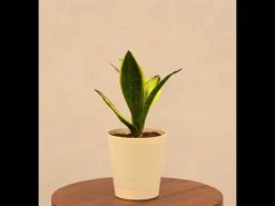 Sansevieria Gold Flame Snake Plant