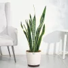 Sansevieria Laurentii Plant - XL