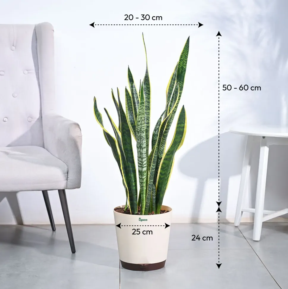 Sansevieria Laurentii Plant - XL