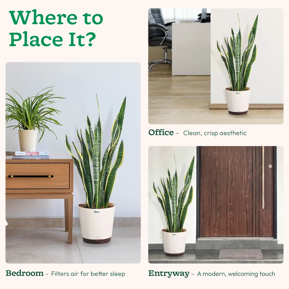 Sansevieria Laurentii Plant - XL