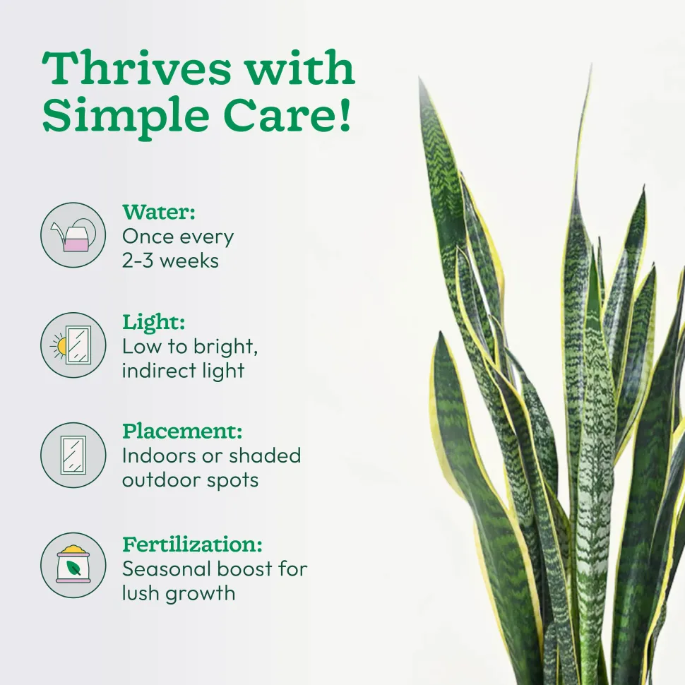 Sansevieria Laurentii Plant - XL