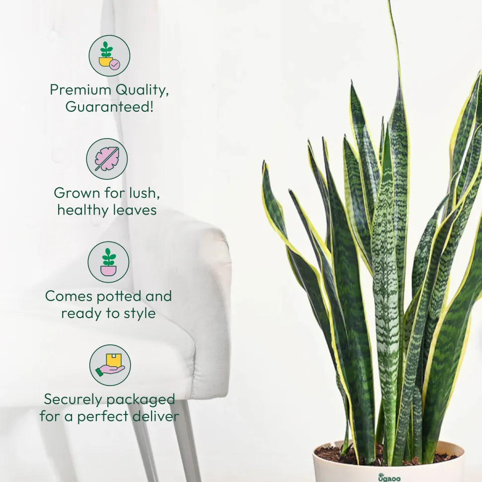 Sansevieria Laurentii Plant - XL