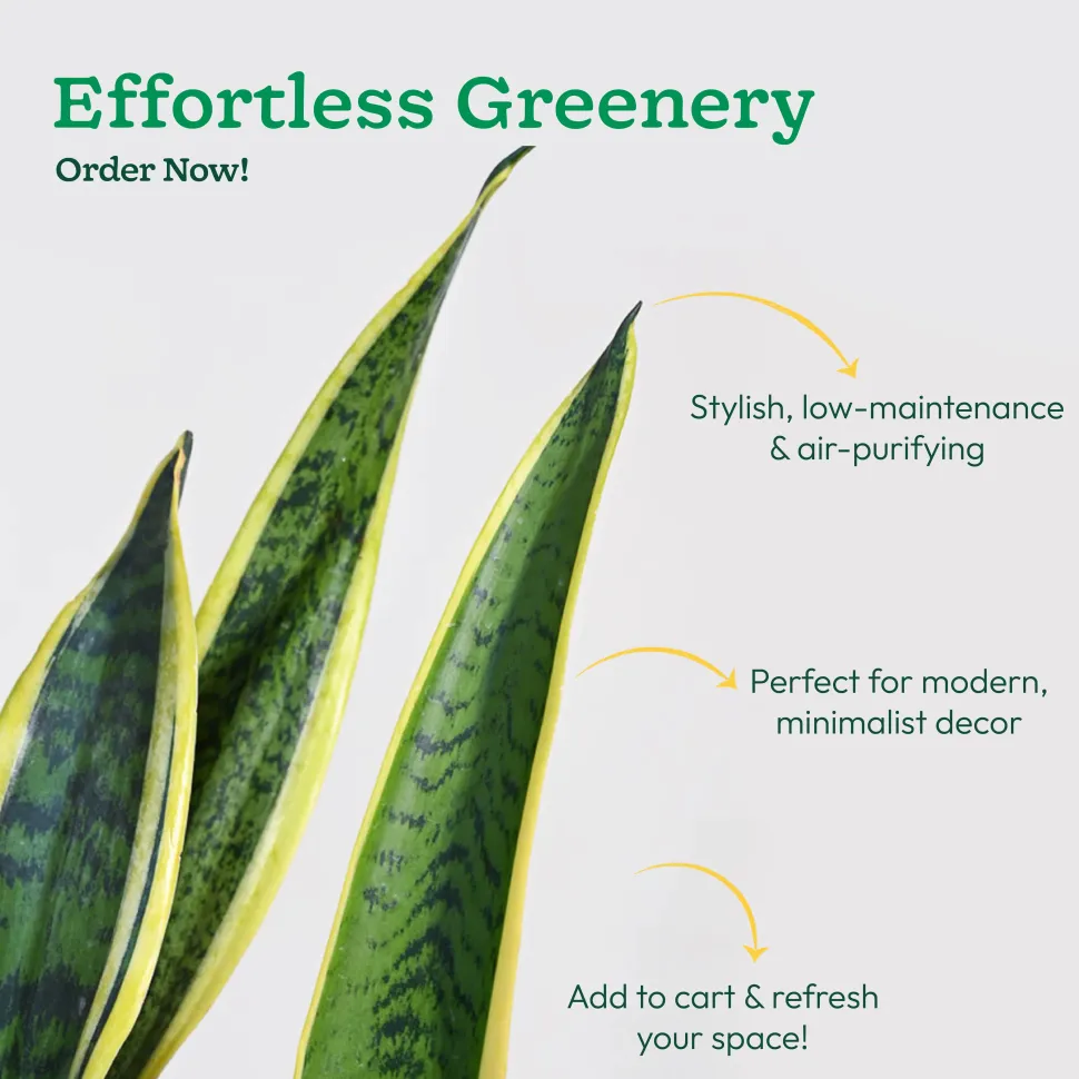 Sansevieria Laurentii Plant - XL