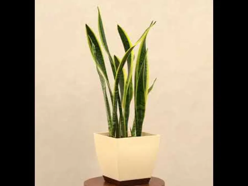 Sansevieria Laurentii Plant - XL