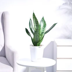Sansevieria Superba Green - Snake Plant