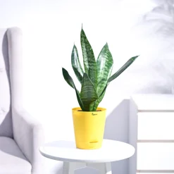 Sansevieria Superba Green - Snake Plant