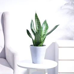 Sansevieria Superba Green - Snake Plant