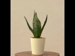Sansevieria Superba Green - Snake Plant