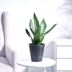 Sansevieria Superba Green - Snake Plant