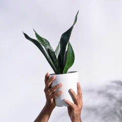 Sansevieria Whitney - Snake Plant