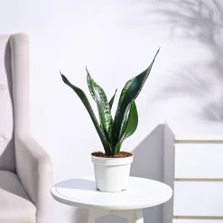 Sansevieria Whitney - Snake Plant
