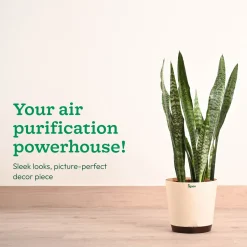 Sansevieria Zeylanica - XL