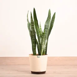 Sansevieria Zeylanica - XL