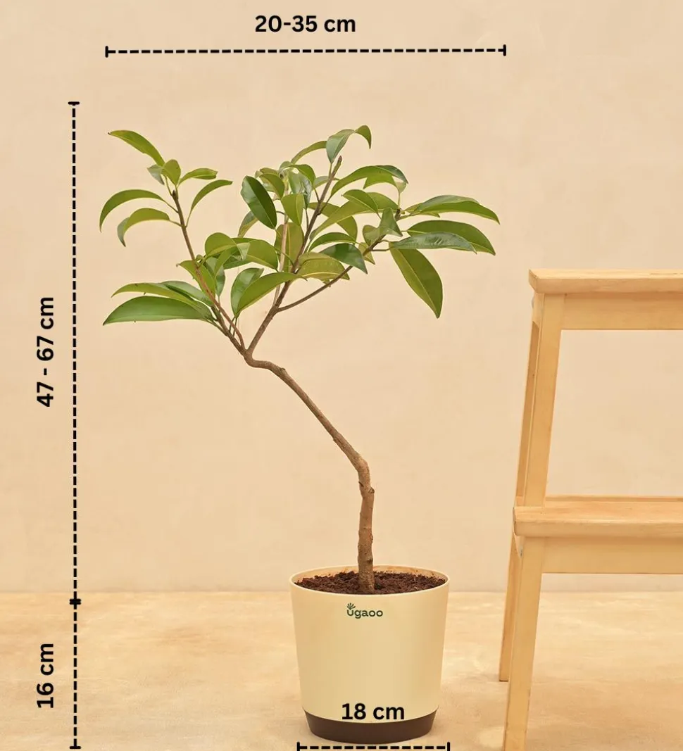 Sapota Plant (Chiku)