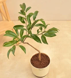 Sapota Plant (Chiku)
