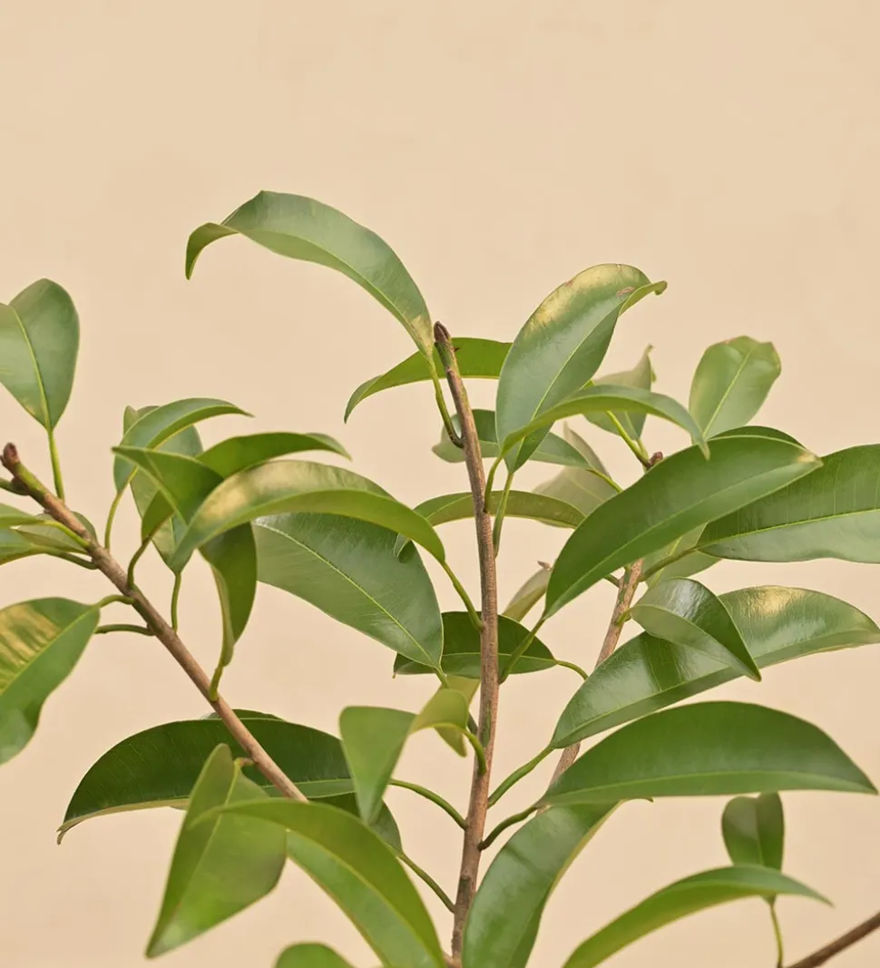 Sapota Plant (Chiku)