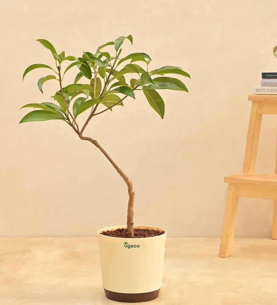 Sapota Plant (Chiku)