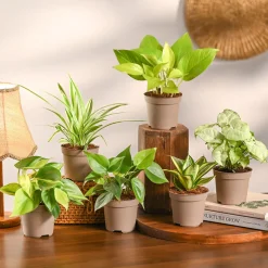 Set of 6 Easy Care Indoor Plants