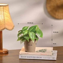 Set of 6 Easy Care Indoor Plants