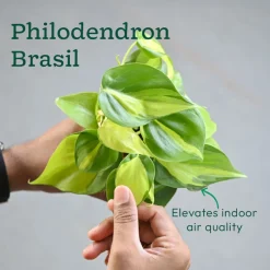 Set of 6 Easy Care Indoor Plants