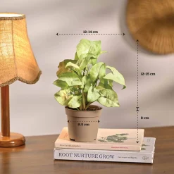 Set of 6 Easy Care Indoor Plants