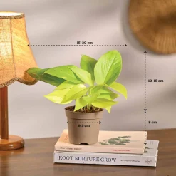 Set of 6 Easy Care Indoor Plants